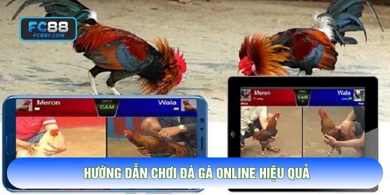 Hướng dẫn chơi đá gà online hiệu quả