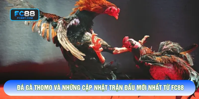 Đá Gà Thomo Và Những Cập Nhật Trận Đấu Mới Nhất Từ FC88