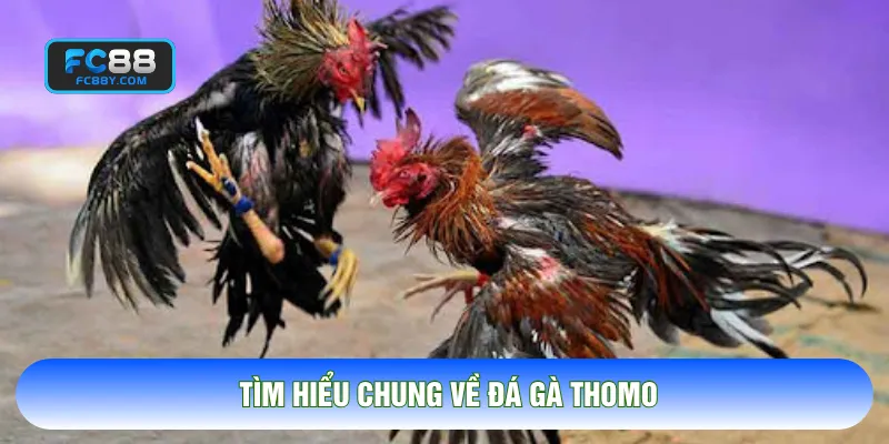 Tìm hiểu chung về đá gà thomo