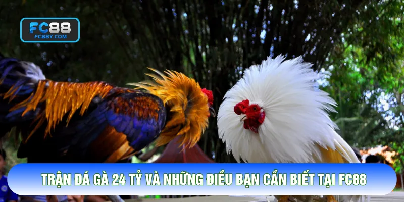 Trận Đá Gà 24 Tỷ Và Những Điều Bạn Cần Biết Tại FC88